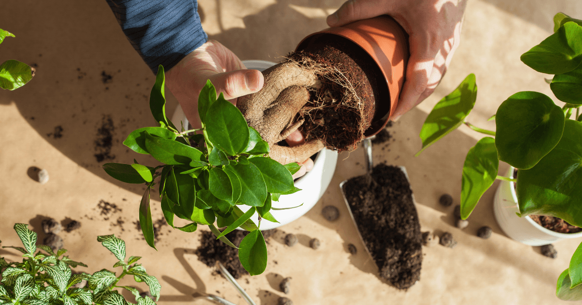 Care Grows Here: Planting Roots for a Healthier Planet and Stronger Communities